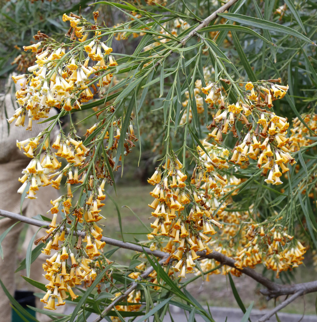 Image of Freylinia lanceolata specimen.