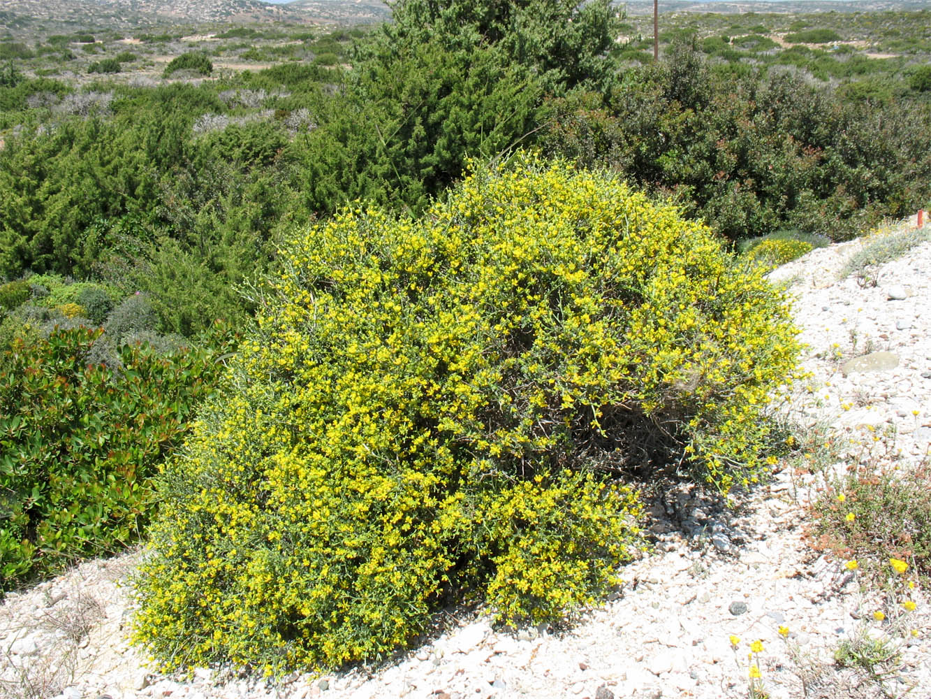 Изображение особи Anthyllis hermanniae.