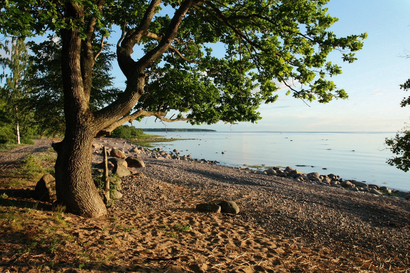 Image of Quercus robur specimen.