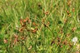 Juncus tenuis. Верхушки побегов с соплодиями. Тульская обл, окр. пос. Дубна, на тропе по лугу к лесу Просек, сырая низинка. 03.08.2020.