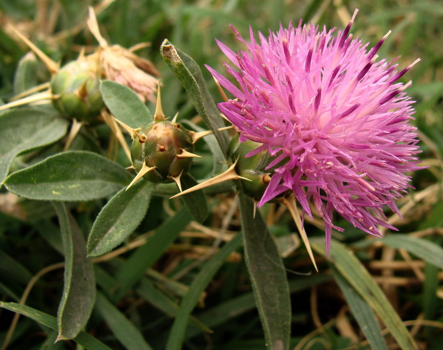 Image of Centaurea iberica specimen.