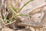 Haloxylon persicum. Прикорневая часть с молодыми побегами, поедаемые долгоносиком Epexochus lehmanni. Казахстан, Алматинская обл., горы Актау, нац. парк Алтын-Эмель, глинисто-гипсовое дно долины. 2 мая 2014 г.