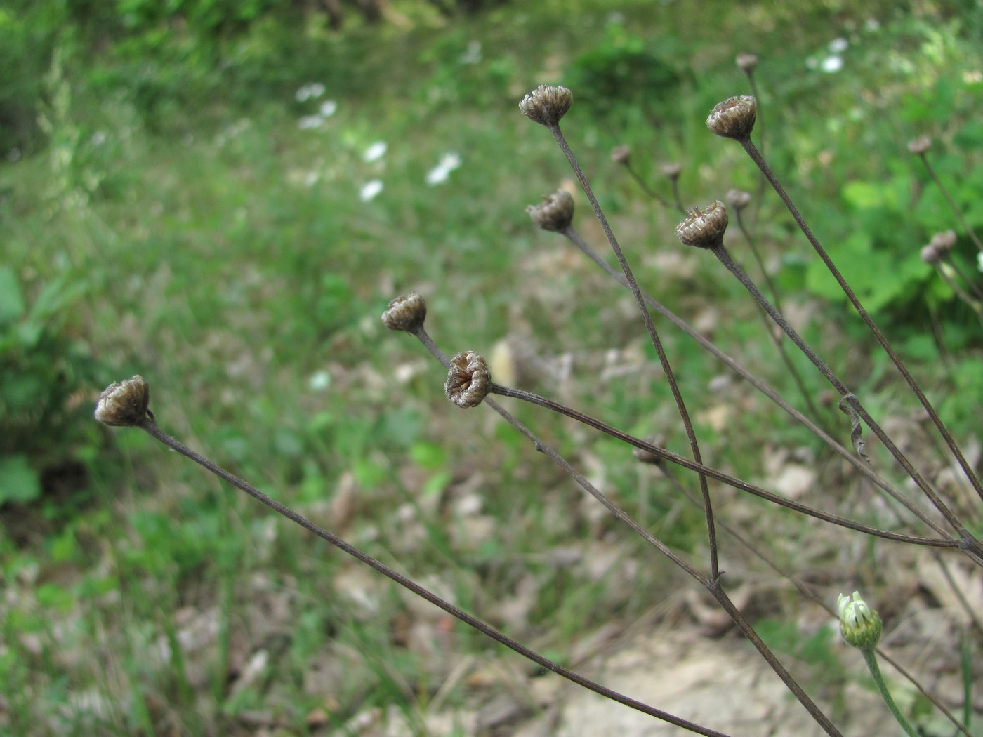 Изображение особи Pyrethrum poteriifolium.