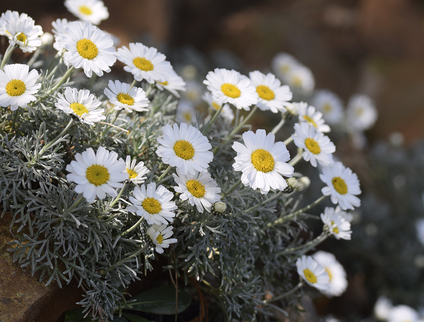 Image of Rhodanthemum hosmariense specimen.