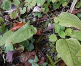 Pulmonaria obscura