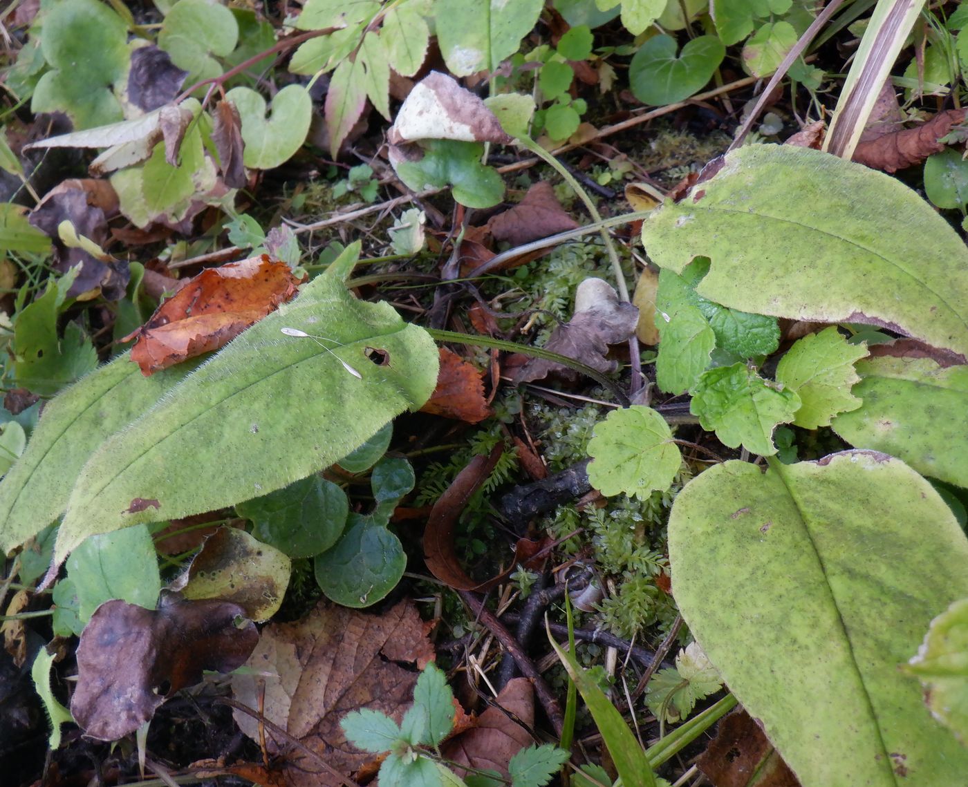 Image of Pulmonaria obscura specimen.