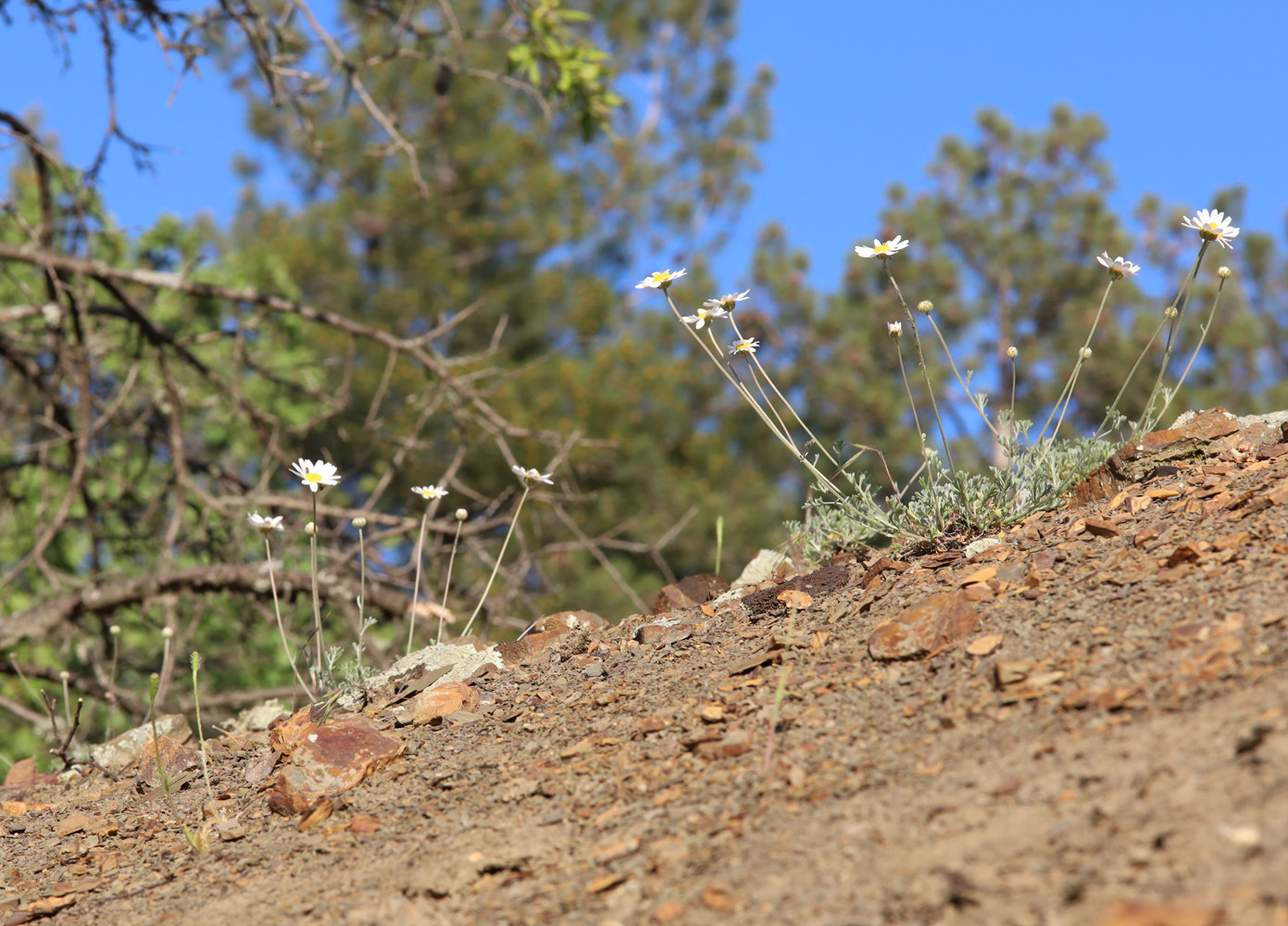 Image of Anthemis sterilis specimen.