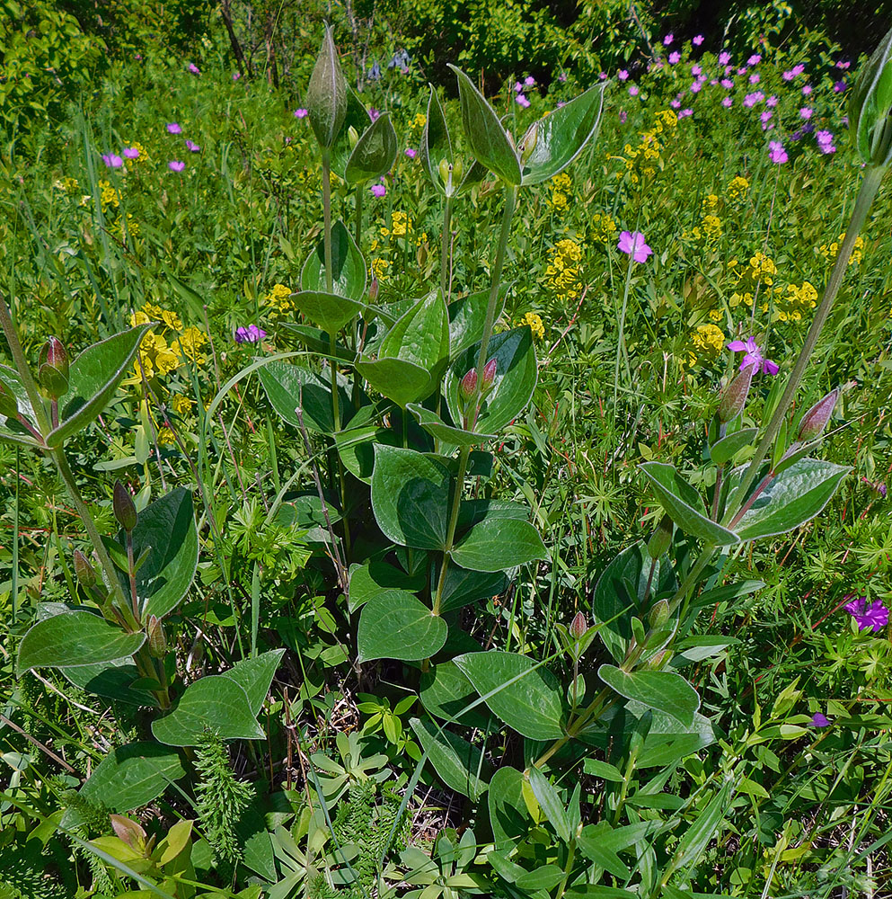 Image of Clematis integrifolia specimen.