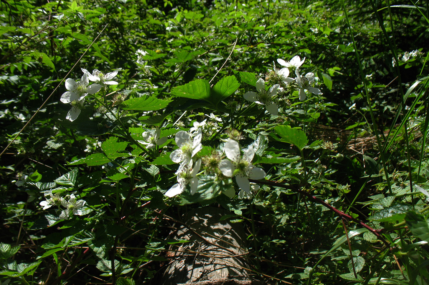 Image of Rubus nessensis specimen.