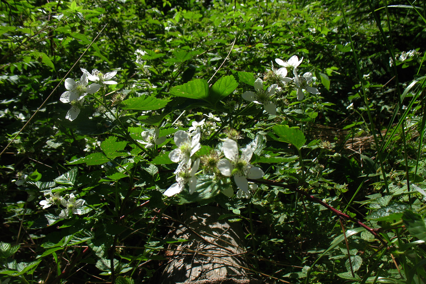 Изображение особи Rubus nessensis.