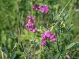 Lathyrus tuberosus