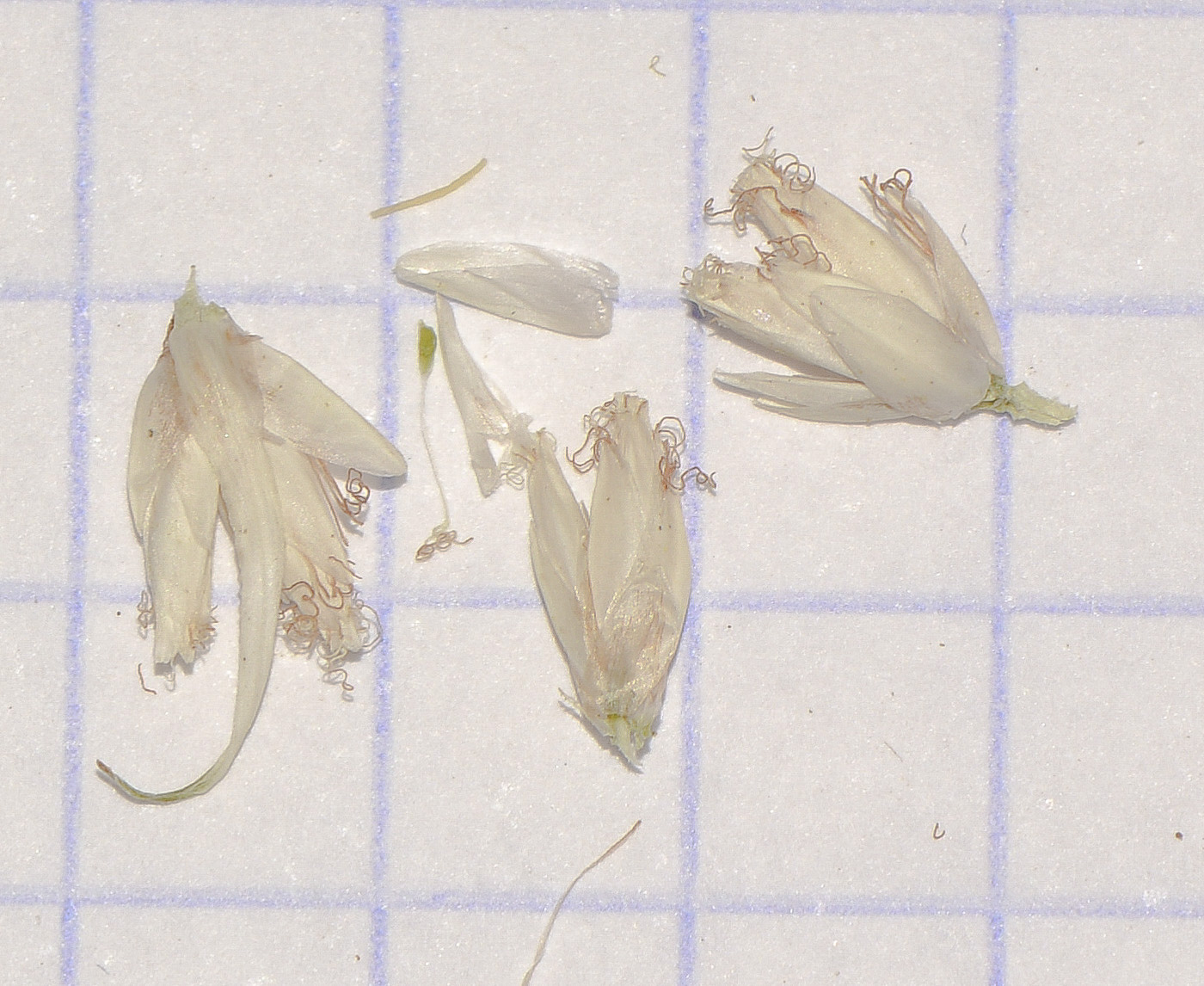 Image of Rhynchospora colorata specimen.