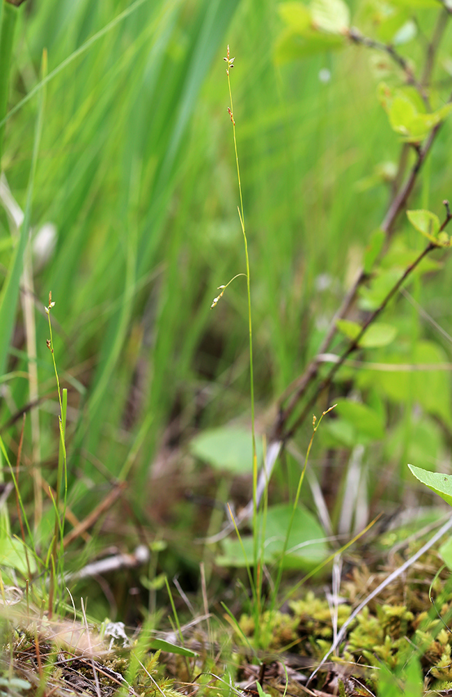 Изображение особи Carex sedakowii.