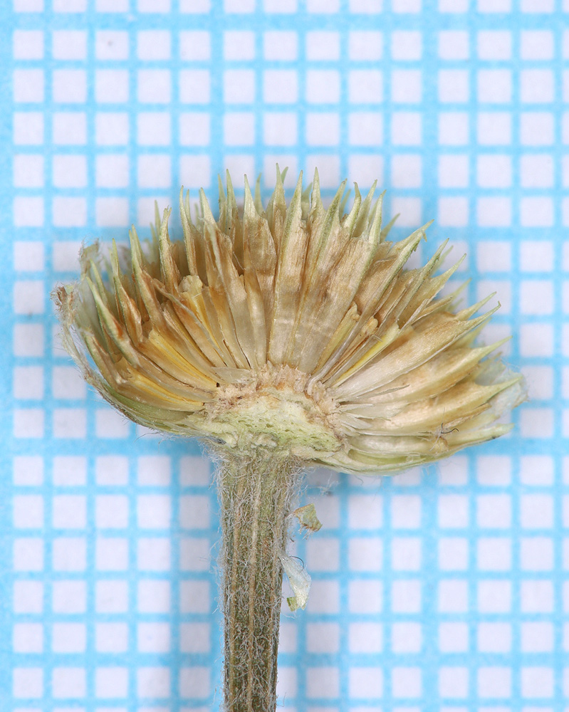 Image of Anthemis ruthenica specimen.