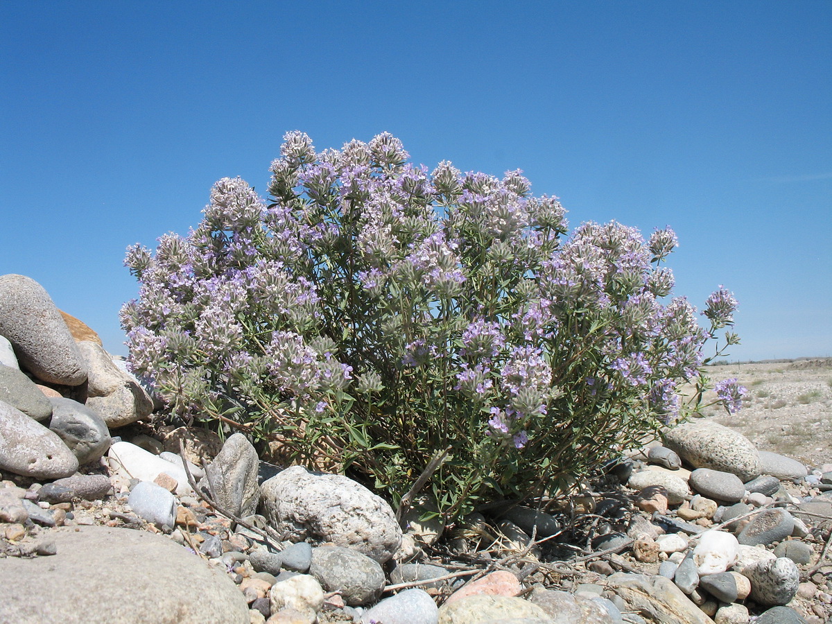 Изображение особи Ziziphora clinopodioides.