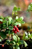 Vaccinium vitis-idaea