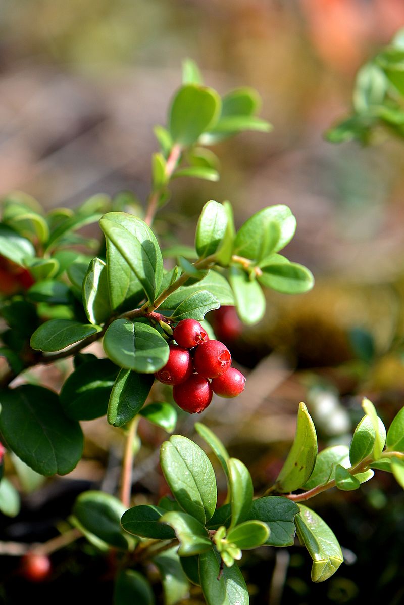 Image of Vaccinium vitis-idaea specimen.