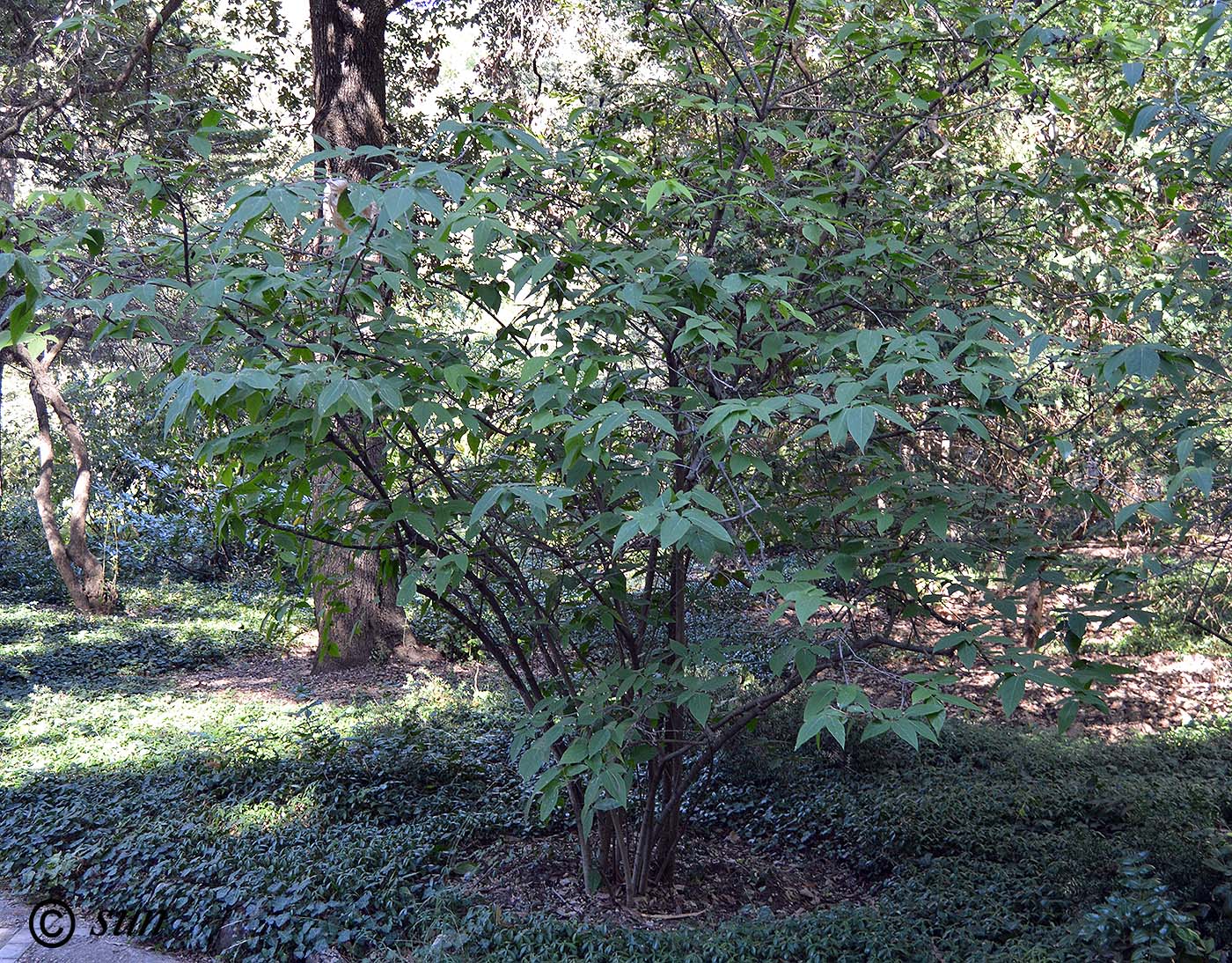 Image of Chimonanthus praecox specimen.