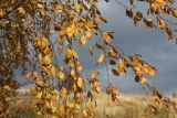 Betula pendula. Ветви с листвой в осенней окраске и зрелыми соплодиями. Мурманская обл., Кандалакшский р-н, с. Ковда, разнотравно-злаковый луг. 26.09.2021.