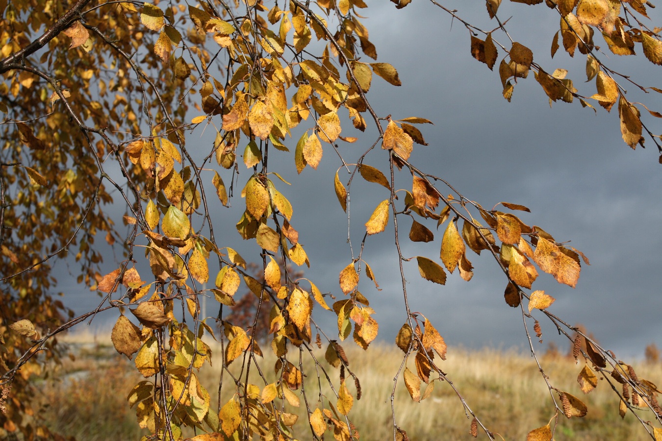 Изображение особи Betula pendula.