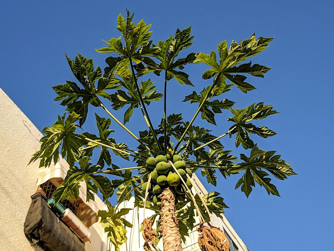 Image of Carica papaya specimen.