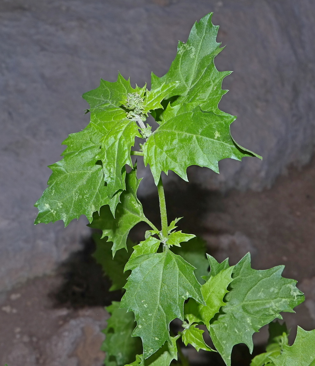 Image of Chenopodiastrum hybridum specimen.