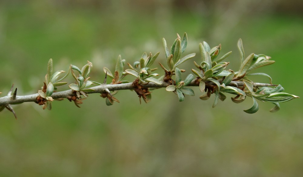 Image of Hippophae rhamnoides specimen.