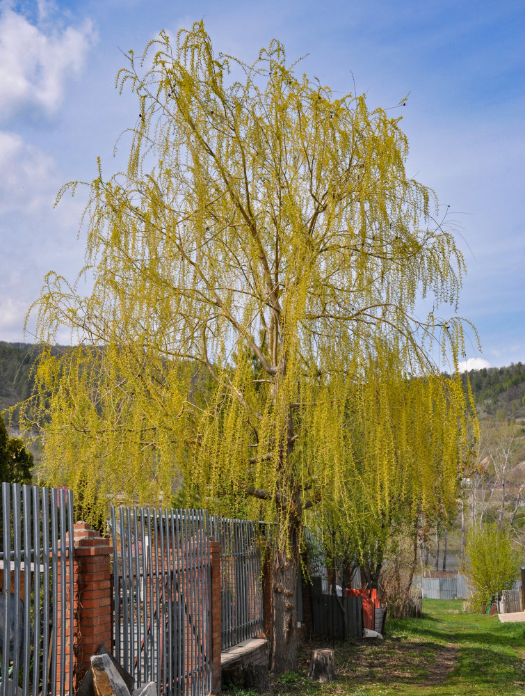 Image of Salix babylonica specimen.