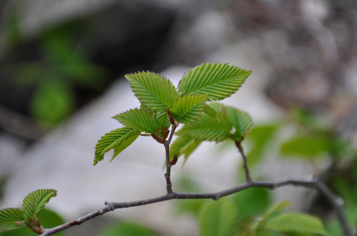 Изображение особи род Ulmus.