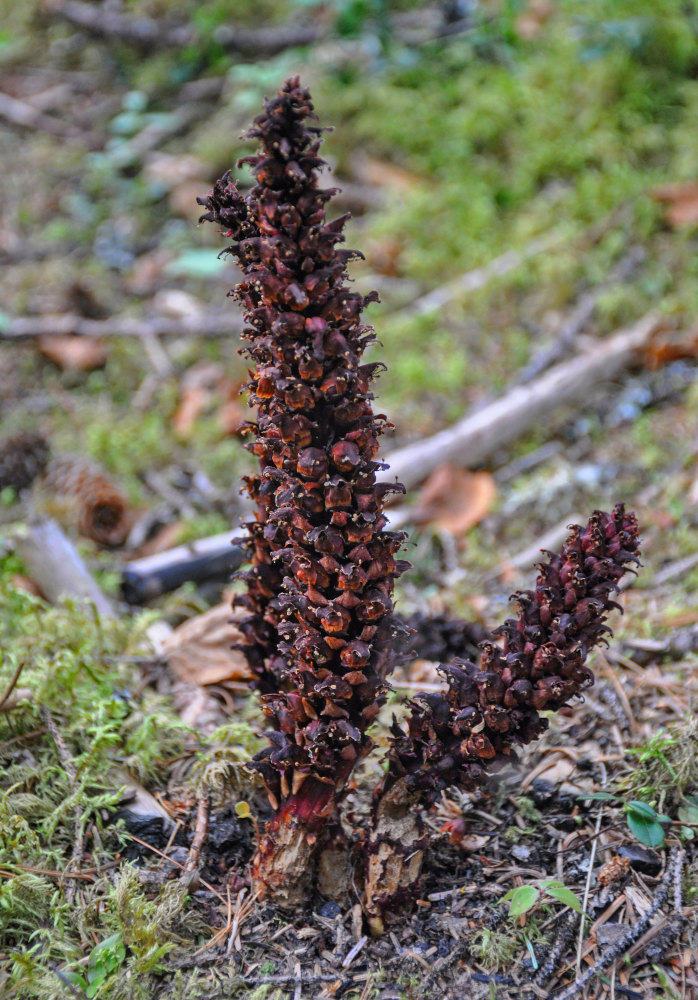 Image of Boschniakia rossica specimen.