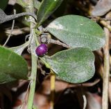 genus Myoporum