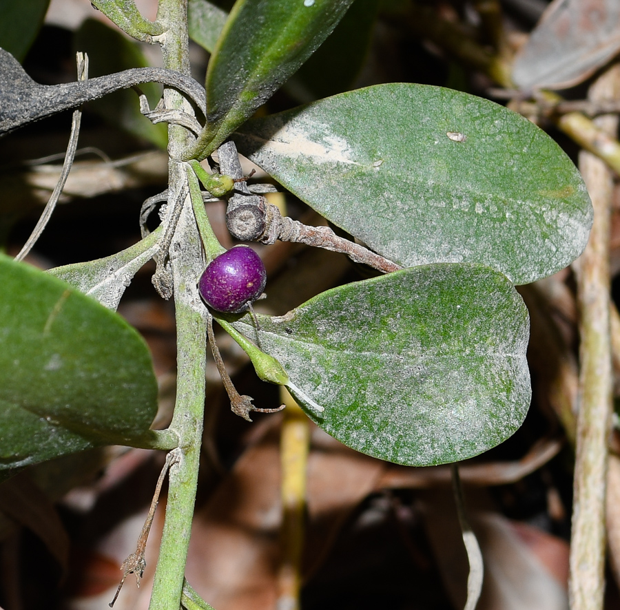 Image of genus Myoporum specimen.