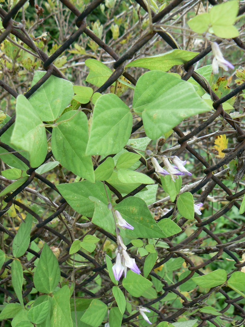 Image of Amphicarpaea japonica specimen.