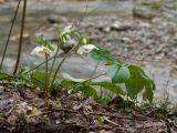 Helleborus caucasicus