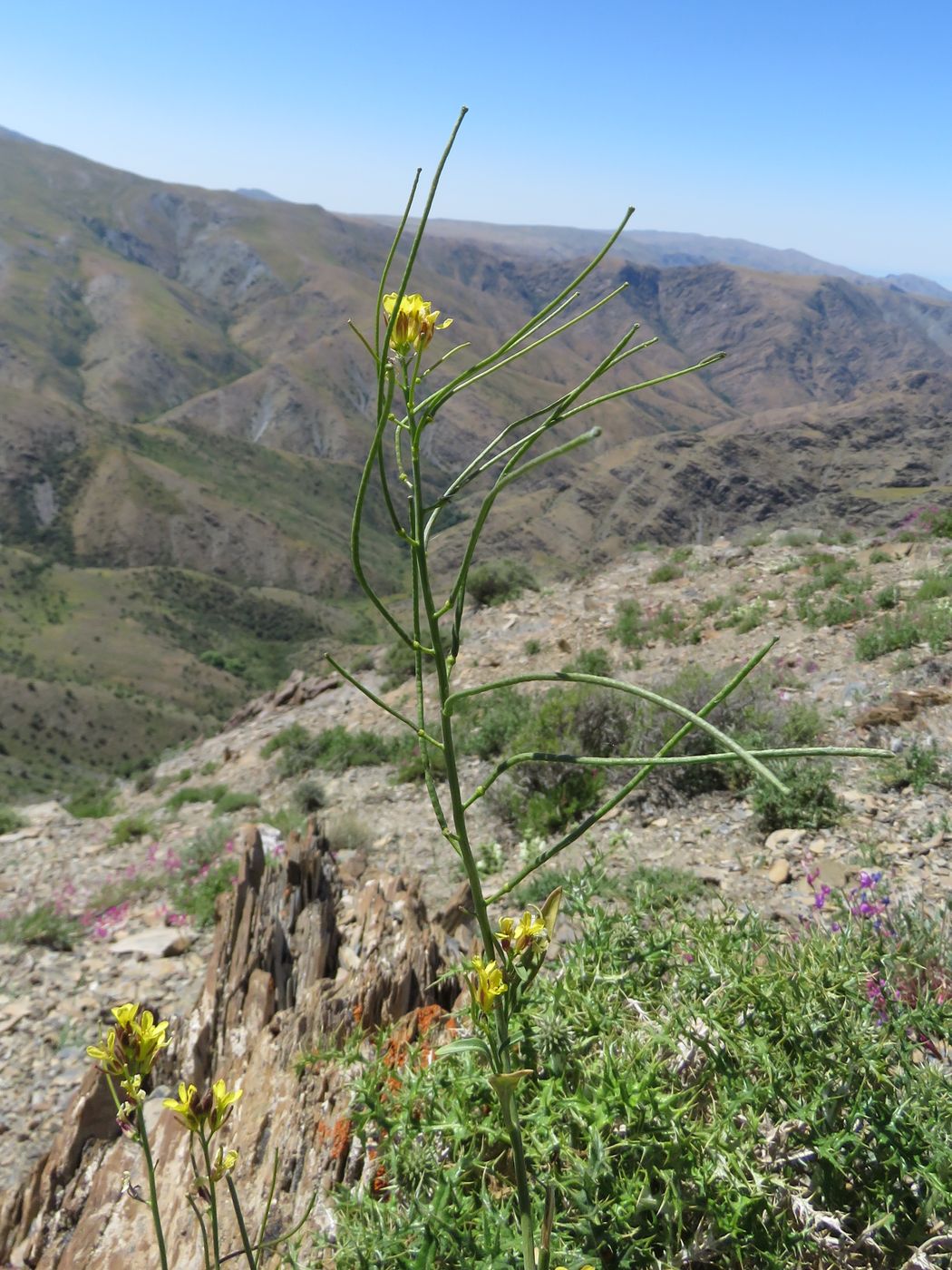 Image of Sisymbrium brassiciforme specimen.