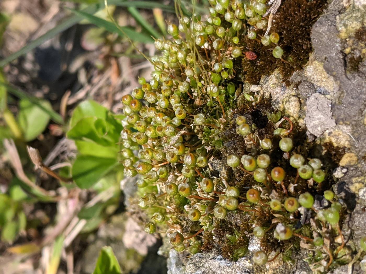 Image of Physcomitrium pyriforme specimen.