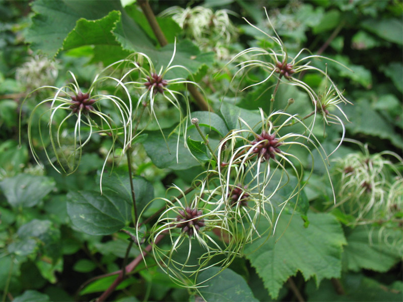 Image of Clematis vitalba specimen.