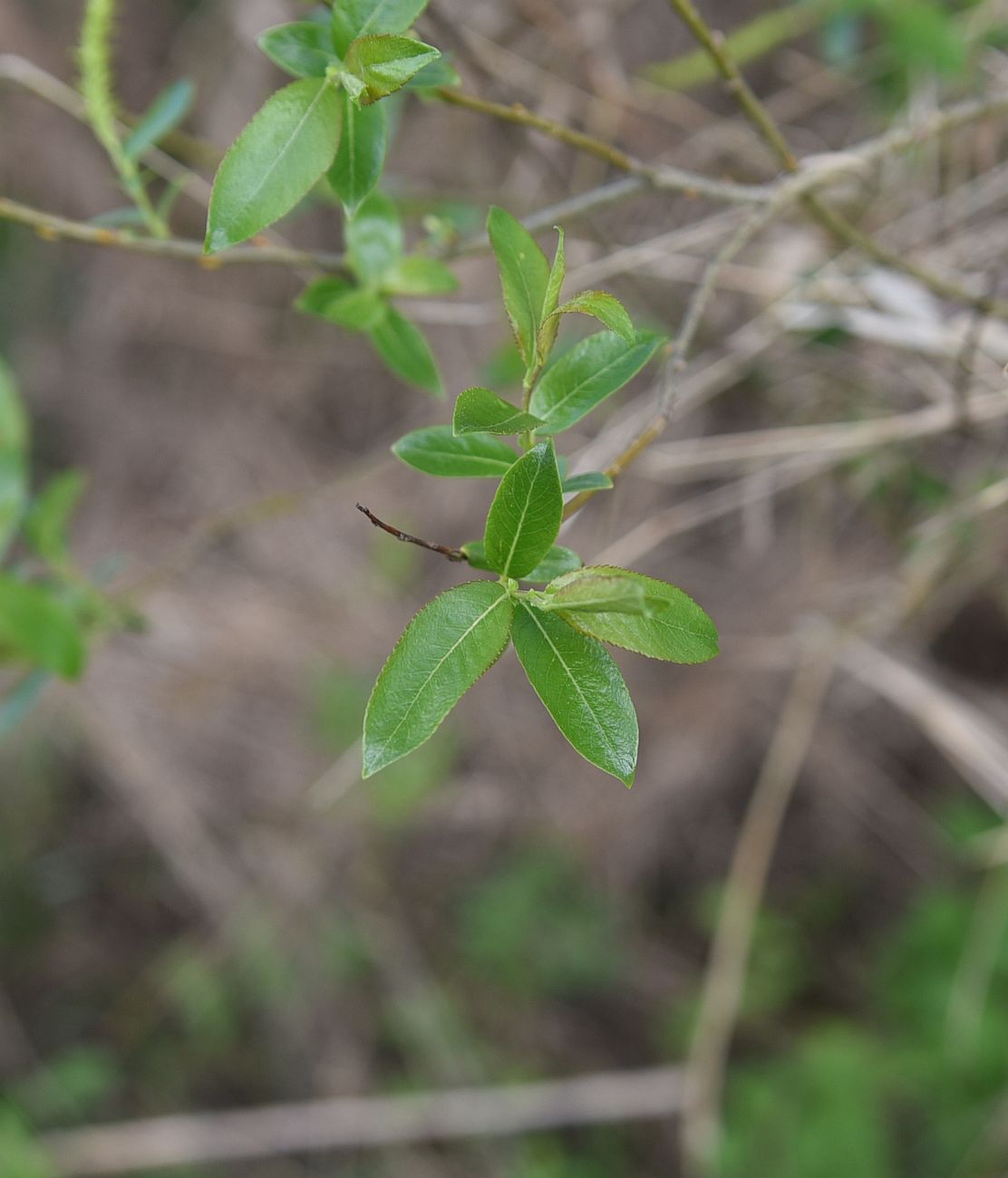 Image of Salix triandra specimen.