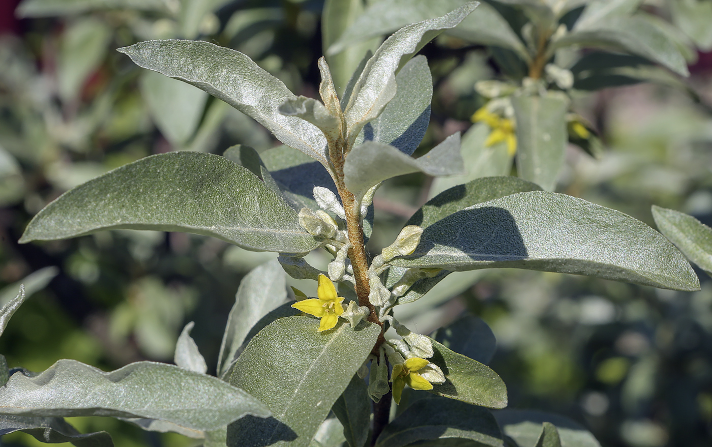 Image of Elaeagnus commutata specimen.