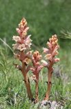 Orobanche kurdica. Цветущие растения (паразитируют на Bilacunaria microcarpos). Дагестан, Левашинский р-н, окр. с. Цудахар, остепнённая терраса. 29 мая 2022 г.