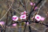 семейство Convolvulaceae. Часть ветви с цветами. Эфиопия, провинция Сидамо, аураджа Арэро, национальный парк \"Yabelo \". 29.12.2014.