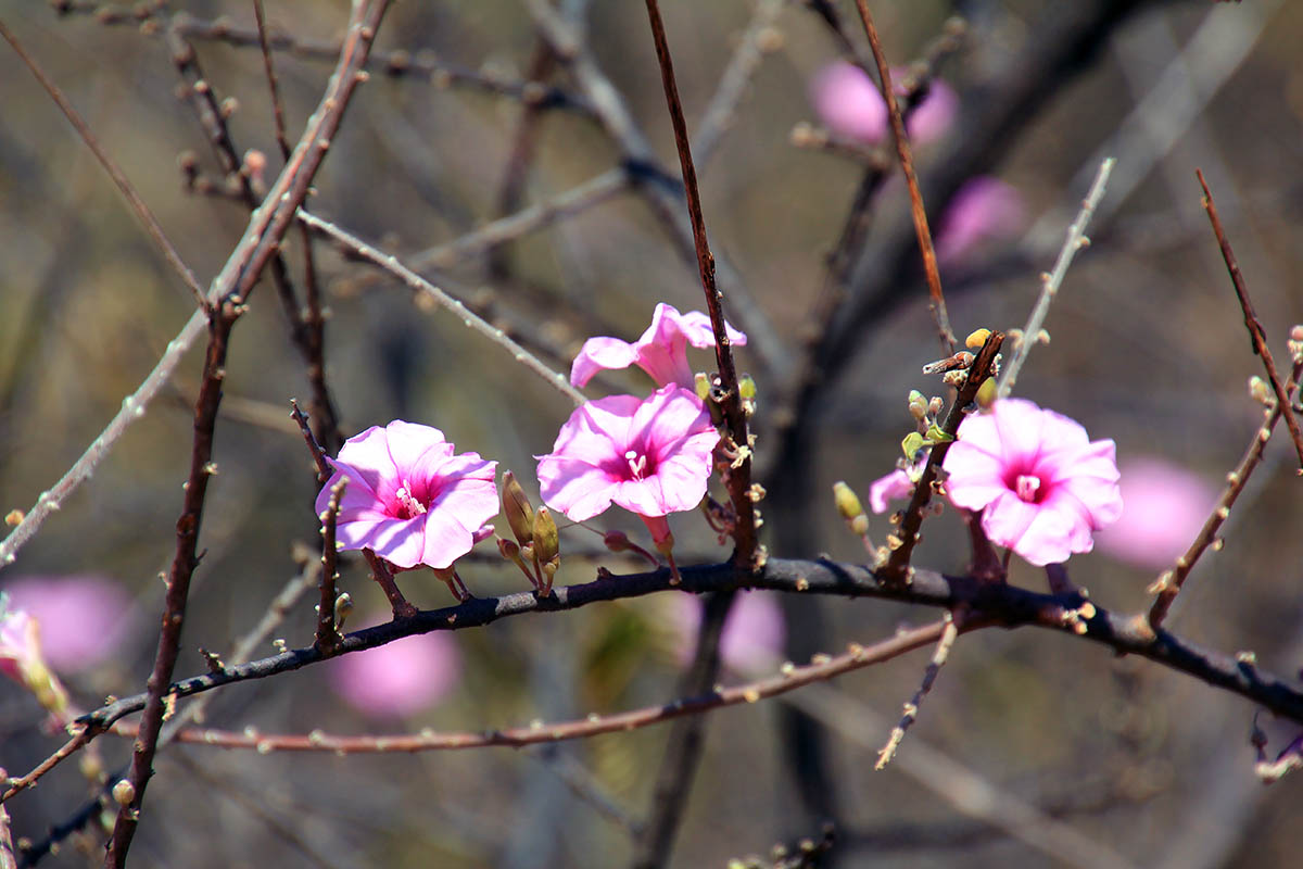 Изображение особи семейство Convolvulaceae.