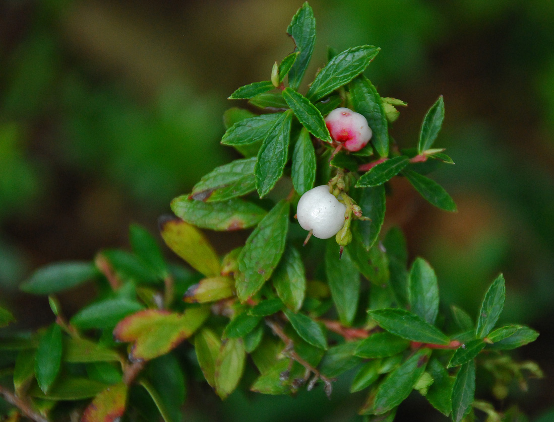 Image of Gaultheria miqueliana specimen.