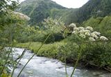 Heracleum ponticum. Верхушка цветущего и плодоносящего растения. Карачаево-Черкесия, Урупский р-н, Кавказский биосферный заповедник, Имеретинское ущелье, ≈ 1900 м н.у.м., правый берег р. Имеретинка (в среднем течении). 26.07.2022.