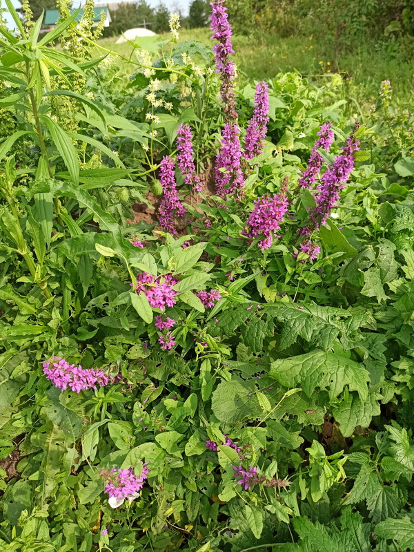 Image of Lythrum salicaria specimen.