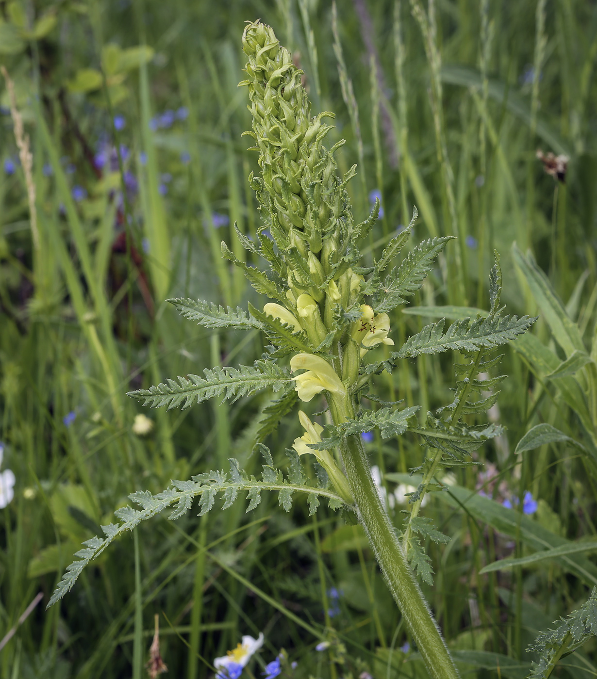 Изображение особи Pedicularis kaufmannii.