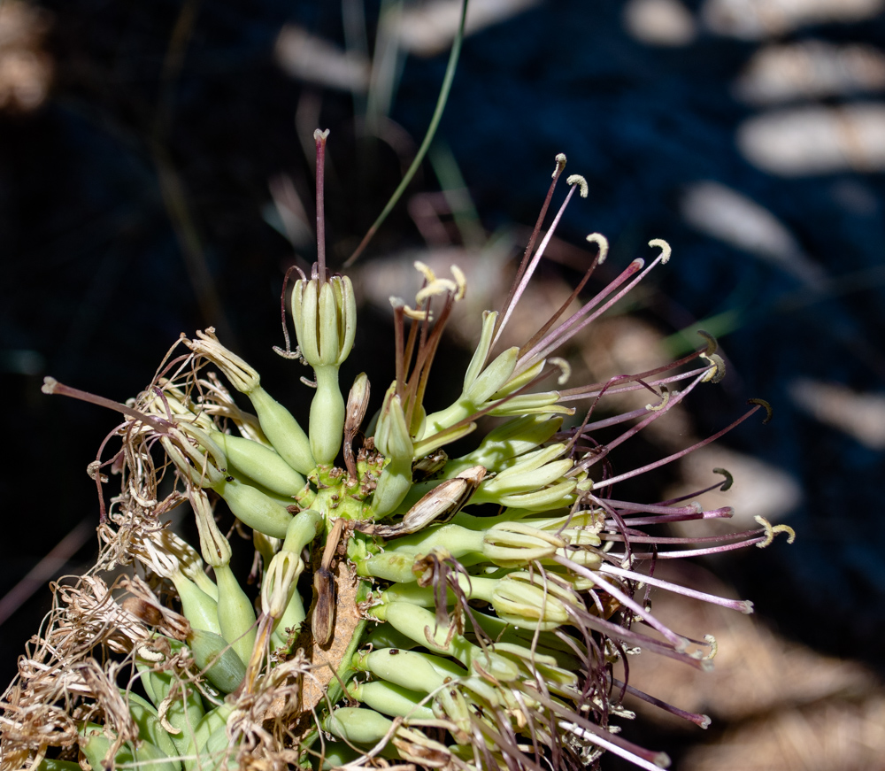 Изображение особи Agave victoriae-reginae.