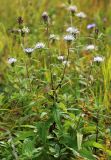 Cirsium coryletorum. Верхняя часть цветущего растения. Приморский край, Ольгинский р-н, окр. пгт Ольга, вблизи устья р. Аввакумовка на левом берегу, сырой луг. 04.09.2022.