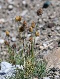 Calamagrostis anthoxanthoides