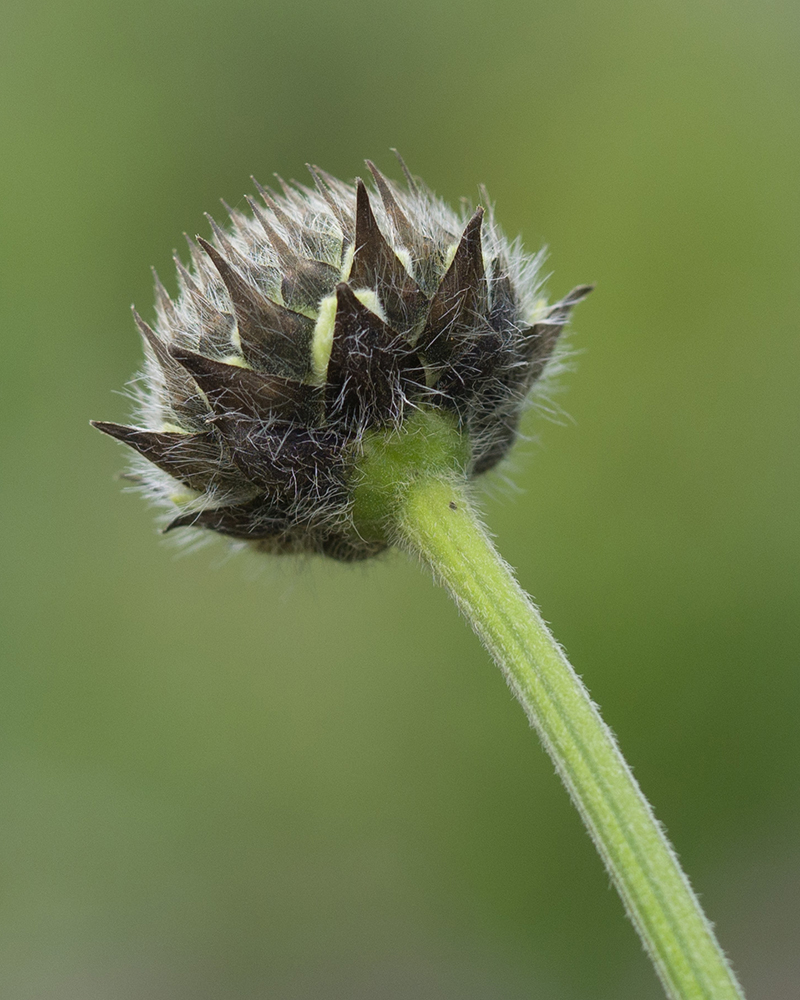 Изображение особи Cephalaria gigantea.